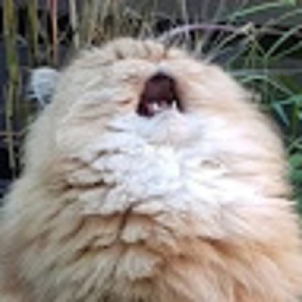 Meet your Posher, Elise